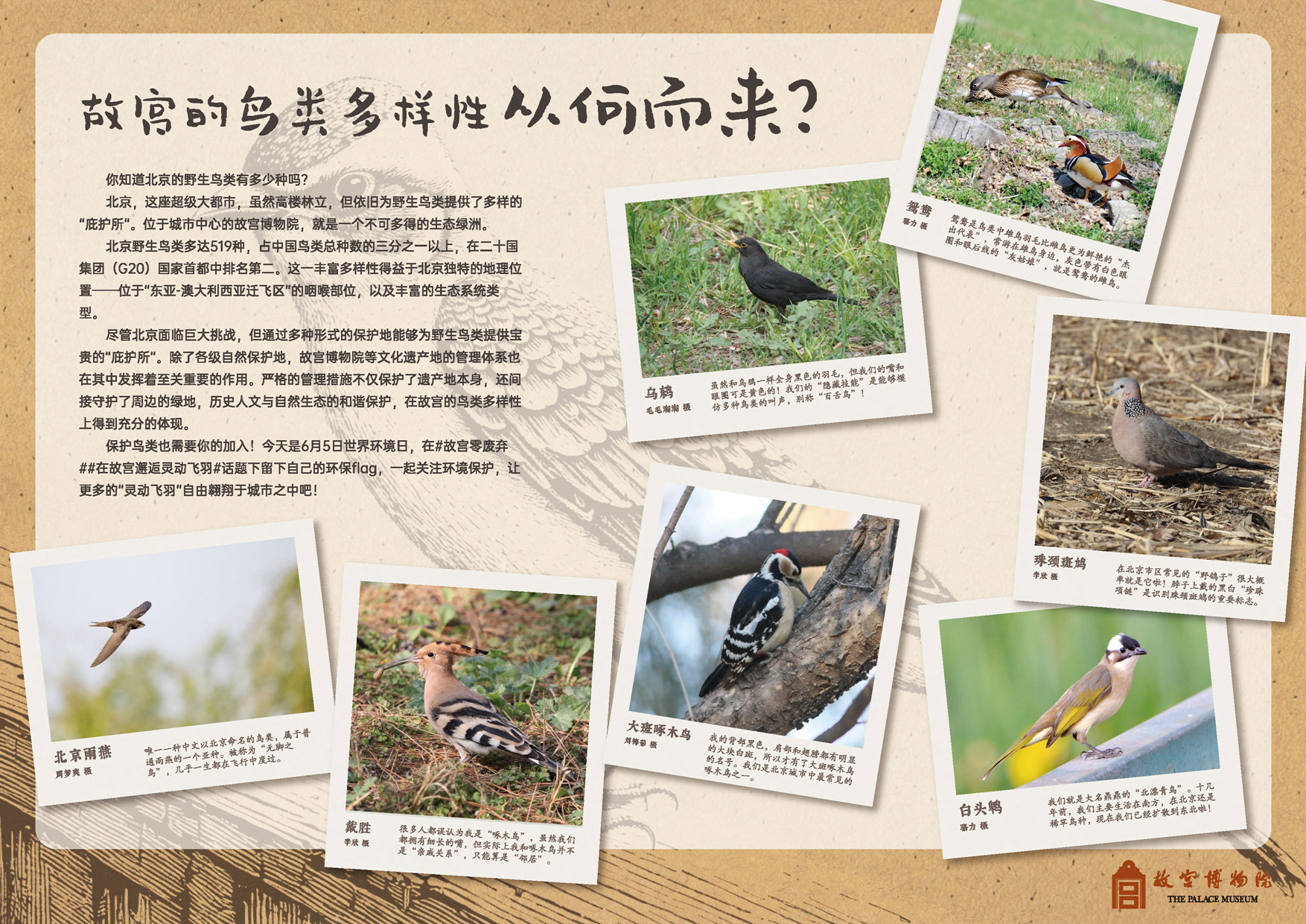 故宫的鸟类多样性从何而来.jpg