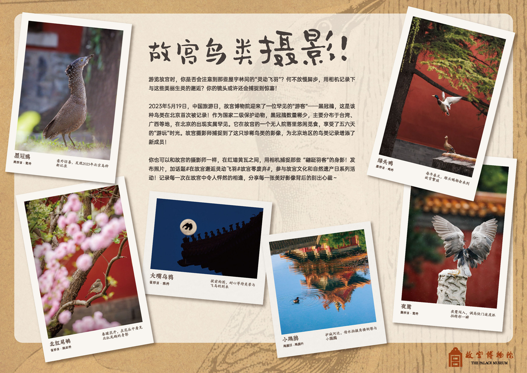 故宫鸟类摄影!.jpg