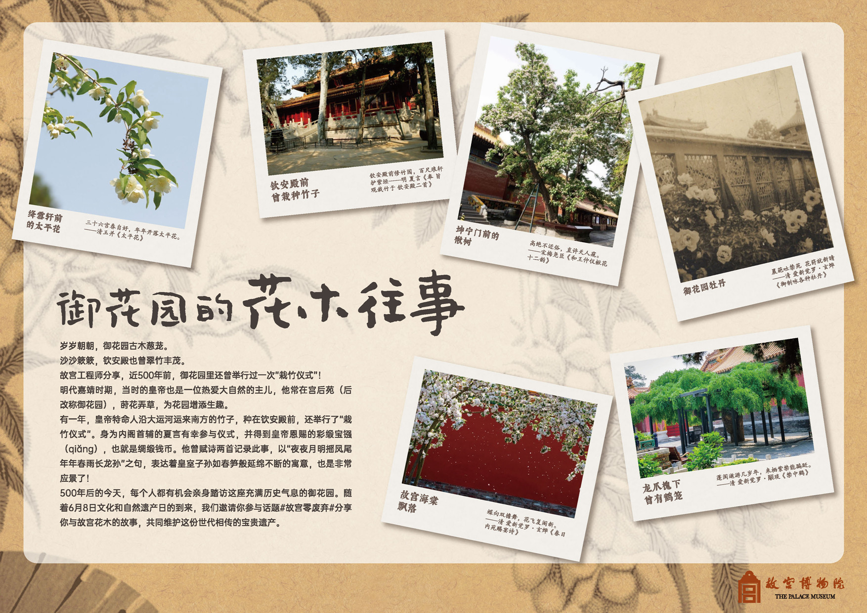 御花园的花木往事.jpg